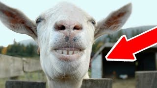 TRY NOT TO LAUGH CHALLENGE | Best Vines | Funny Fails Compilation 2017 #3 Resimi