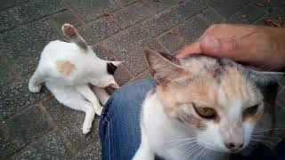薄三毛猫ちゃん家族、今日は母猫が膝の上に乗って来ました。
