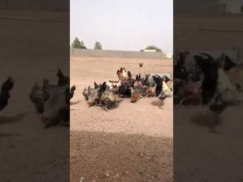 دجاج بلدي البيع