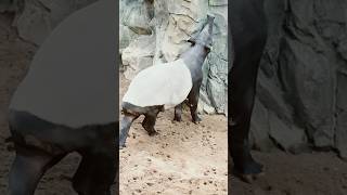 Malayan Tapir