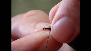 Straggle String Beetle with Paul Procter