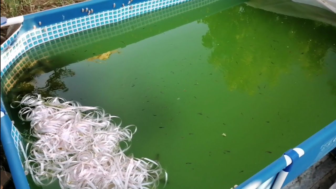 Lepistes üretim havuzuna saldığımız yavru lepistesler  yavruladı yeni fil kulak lepistesler aldım.