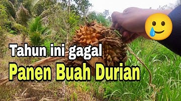 DURIAN MONTONG TERKENA HAMA MENGAKIBATKAN GAGAL PANEN