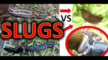 Leopard slug AND Ash-Black slug hunt Red SLUGS