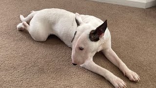 Mini Bull Terrier Bath Time