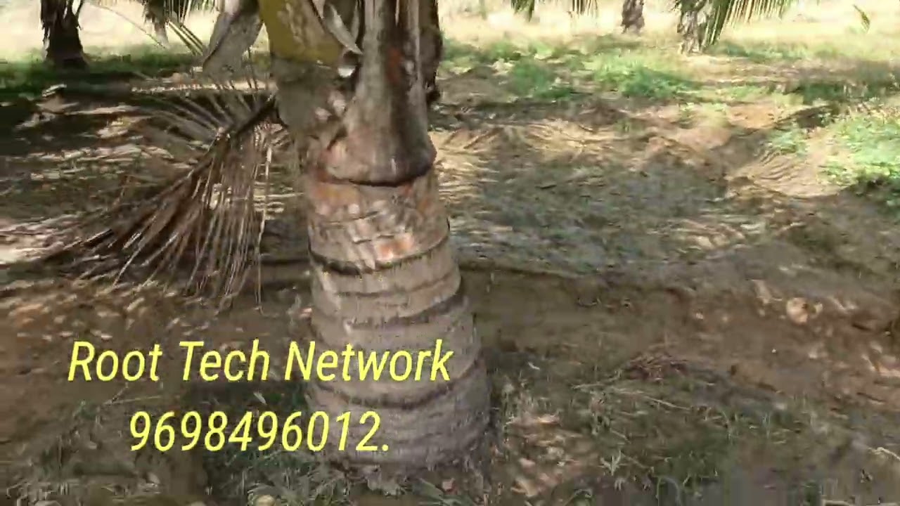 Deal - 683.    2 Acre's.... Coconut.  Chetikulam..