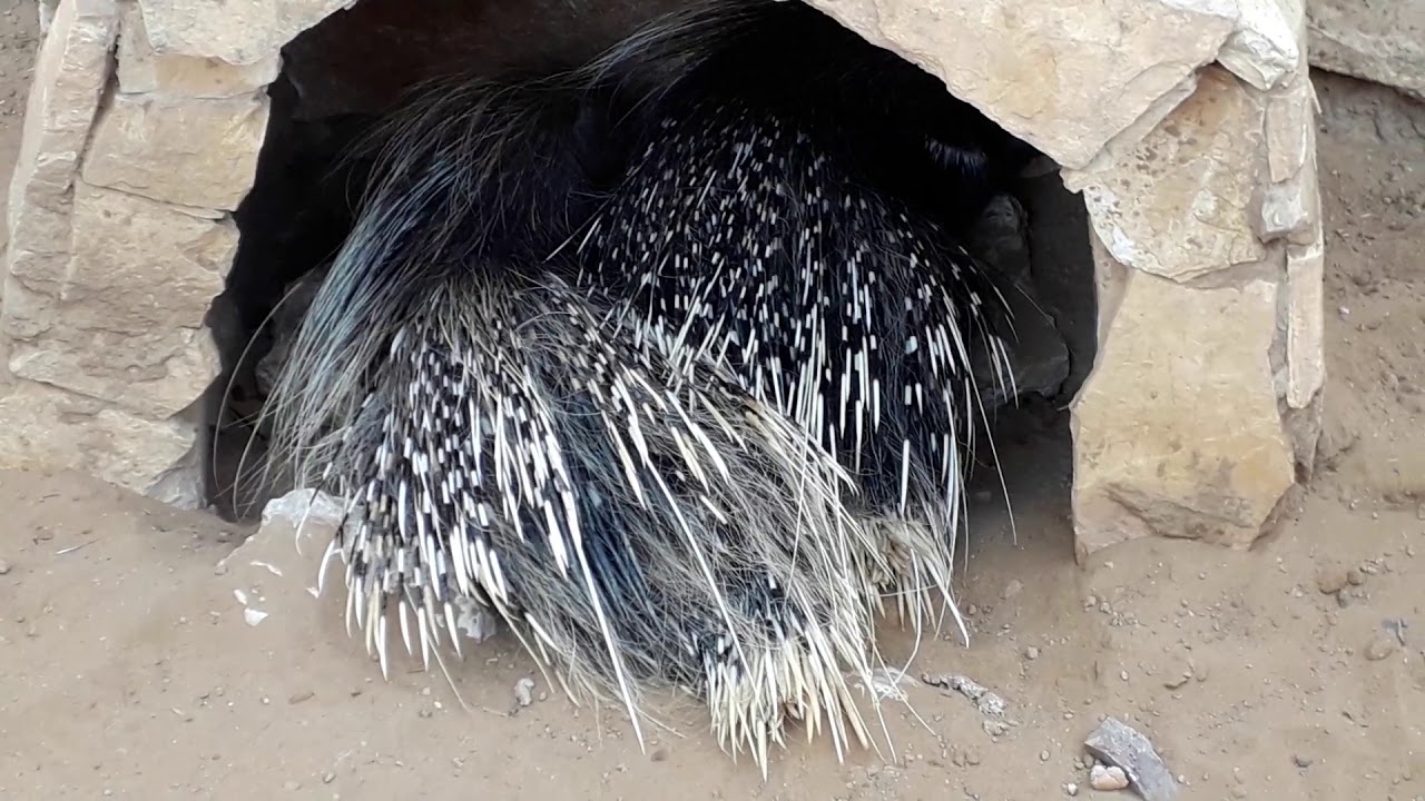 حديقة الحيوانات في وهران