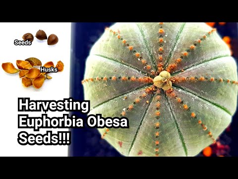 Video: Euphorbia Obese (16 Bilder): Beskrivelse Og Omsorg For Euphorbia Obesa Hjemme