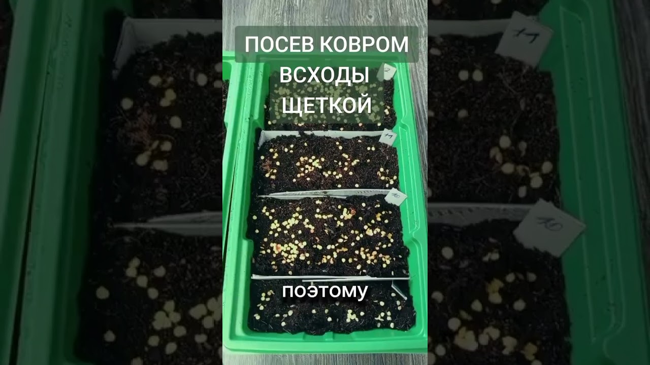 Рассада за 10 дней.Взойдёт щёткой 