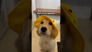 Life with a little puppy sister  #dogshorts #goldenretriever #puppies #puppyvideos #doglife #puppy