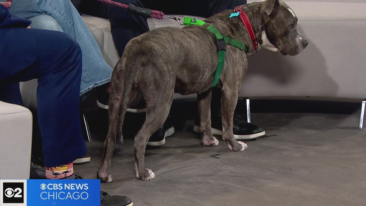 Chicago's One Tail at a Time in the CBS 2 pet rescue spotlight