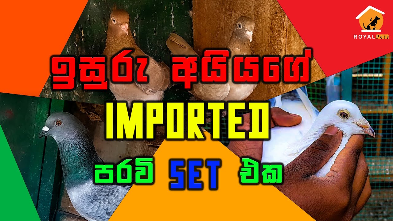 First Time Sri Lankan Imported Pigeon Review in Sinhala.ඉසුරු  අයියාගේ Imported පරවි Set එක.