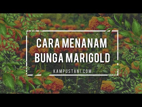 Video: Clarkia Anggun (43 Foto): Marigold Clarkia 