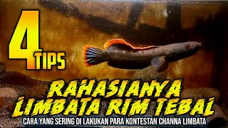 4 tips cara menebalkan rim channa limbata sampai siap di ikut konteskan