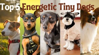 Top Five Energetic Small Dog Breeds by FurryFriends 839 views 2 months ago 6 minutes, 43 seconds