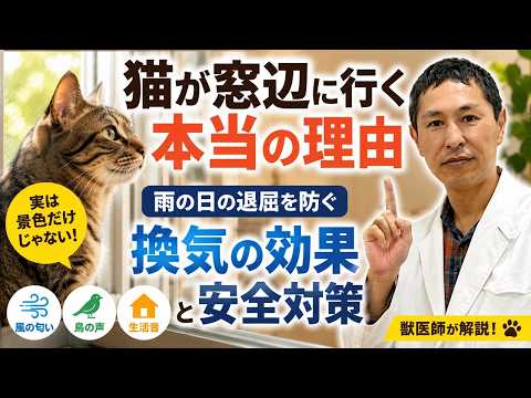 猫のエンリッチメントで愛猫が変わる！今日からできる5つの方法