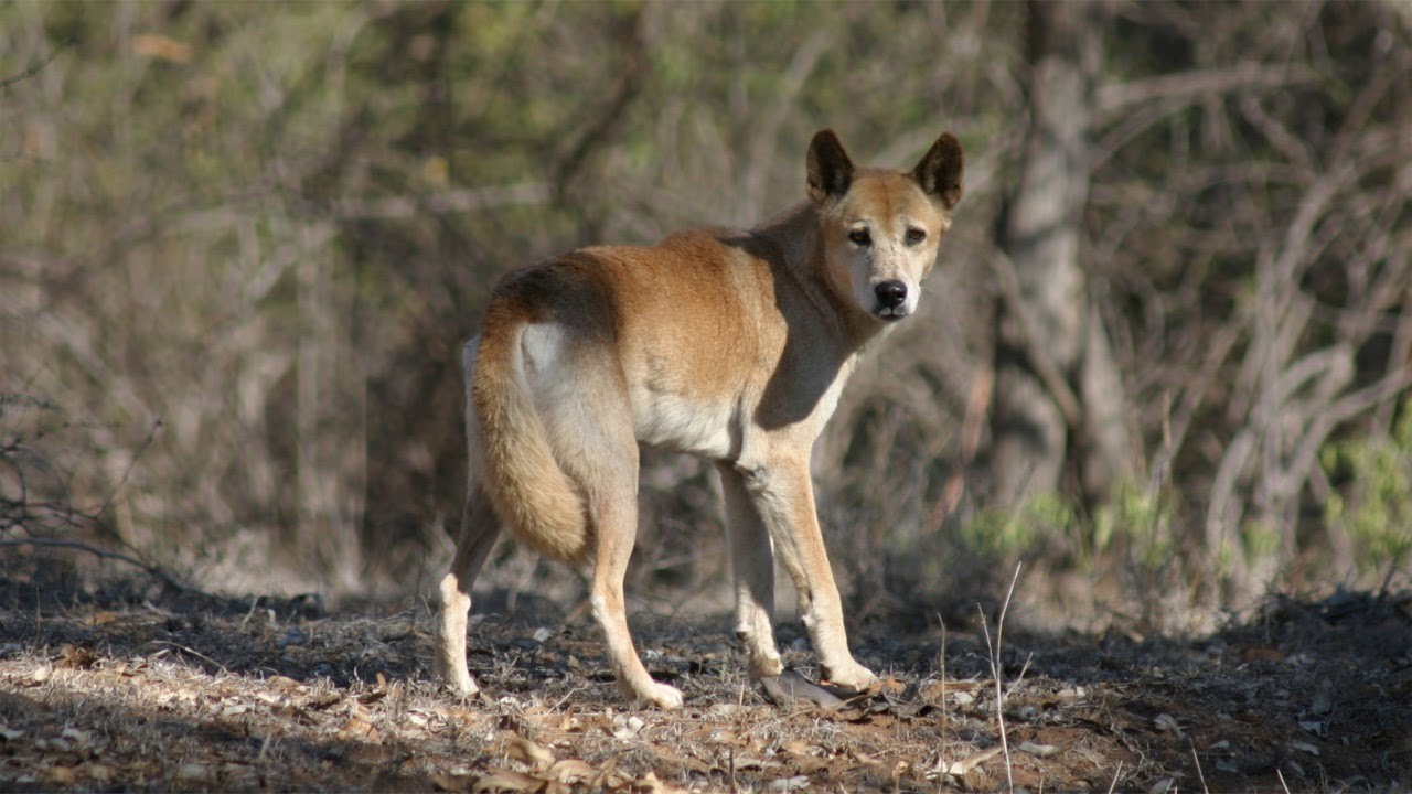 Hunting Dogs, Australian Wild dogs.