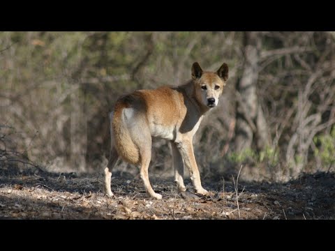 Hunting Dogs, Australian Wild dogs.