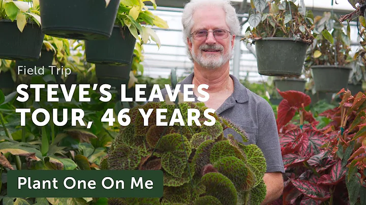 46 Years of HOUSEPLANTS: Evolving the Business with Steve's Leaves  Ep. 286