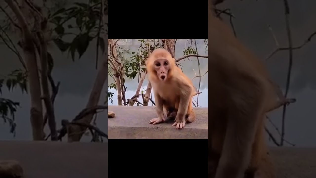 lovely and cute baby monkey || sit on ralling 