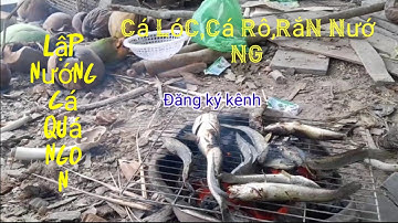 lập nướng cá lóc,cá rô#rắn quá ngon#