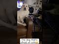 The dog that’s afraid of cats😂#cat #catfunny #dog #dogfunny #funnyfails