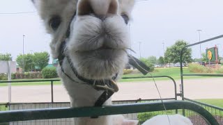 Discover Green Bay's visitor center invites community for mini zoo featuring alpacas