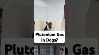 The US Government Forced Beagles to Inhale Plutonium Gas! Was the Experiment Worth the Price?