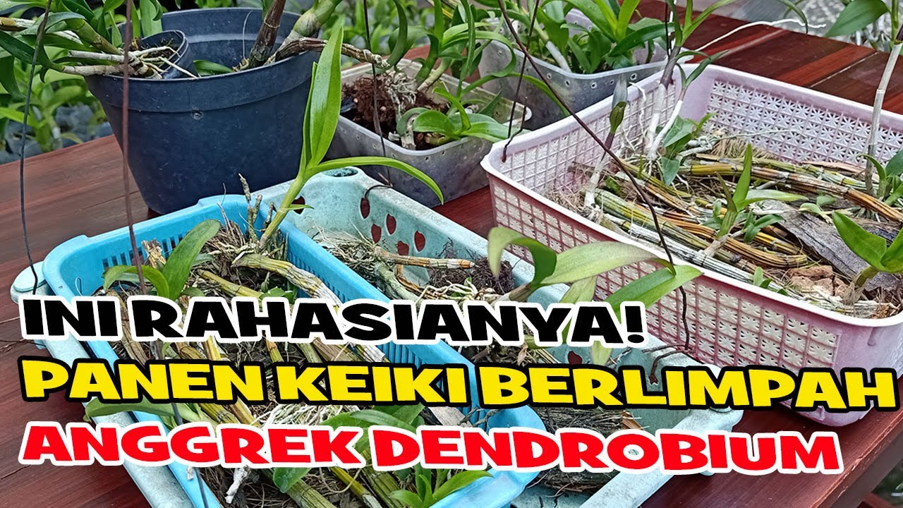 RAHASIA PANEN KEIKI ANGGREK DENDROBIUM