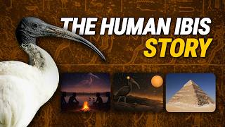 From Pharaohs to Bin Chickens : The Human Ibis Story