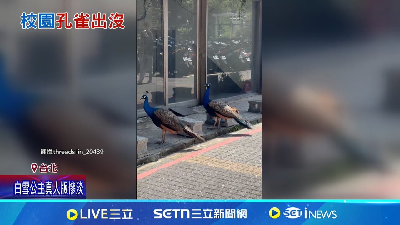 以為在動物園! 文大校園驚見”孔雀逛大街” 文化大學附近餐廳有養孔雀! 業者澄清:沒跑走｜記者 許信欽 李汶諭｜新聞一把抓20250322│三立新聞台