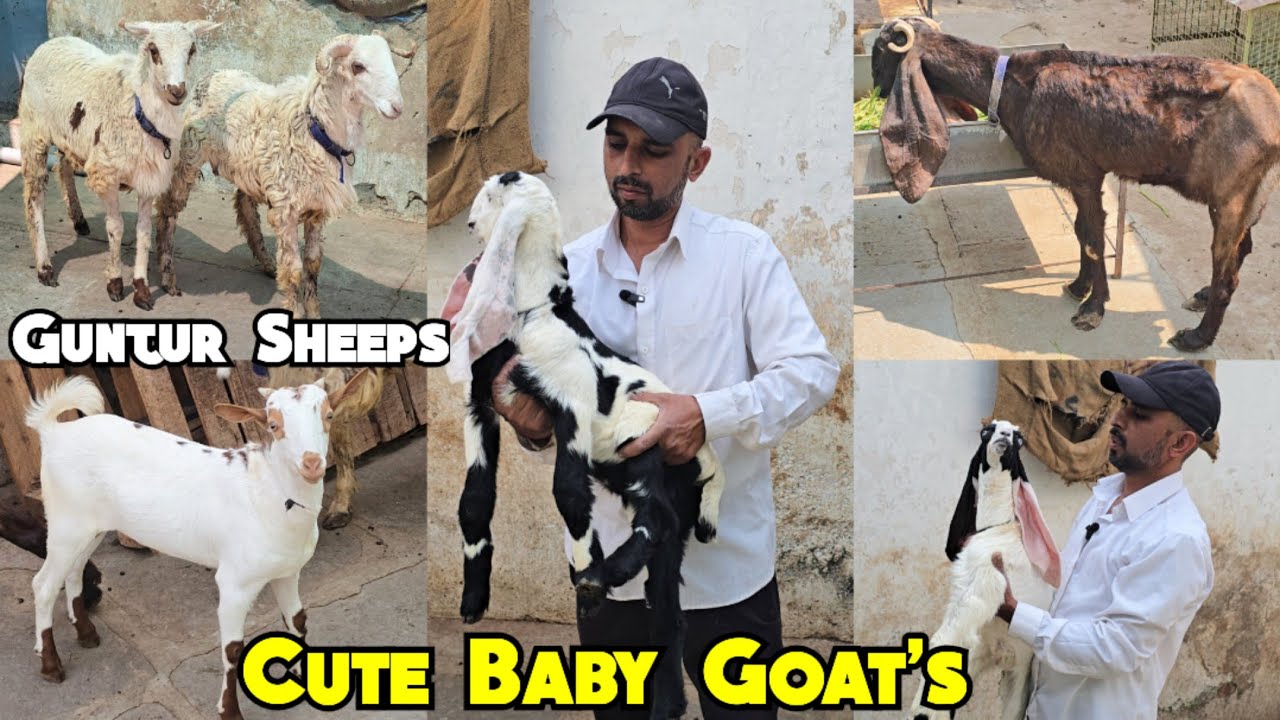 Home Breed Guntur Mende Barbara Bakra Hyderabadi Goat Kids Available in Falaknuma | Hyderabad #goat 