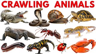 Crawling and Reptile Animals for Kids 🐍 | Learn Animal Names with Sounds and pictures
