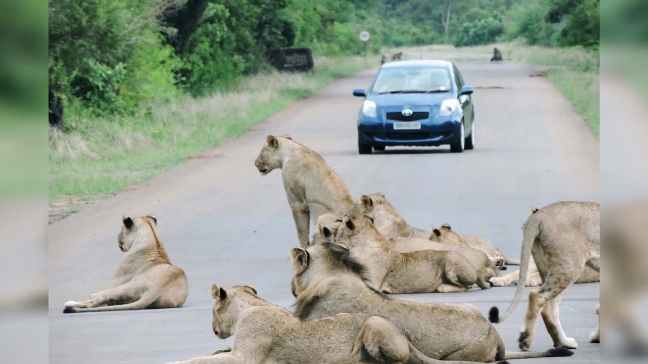 какому африканскому животному уступает даже лев дорогу. болотный прайд масаи мара. животные африки саванны африки лев. лев с львицей львом и львенком. африка львы антилопы.