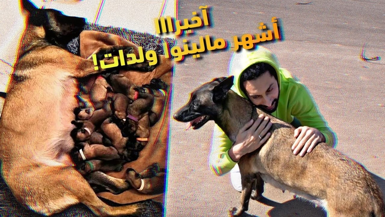 فيديو وتائقي لأشهر مالينوا في المغرب ، يبين كيفاش دازت مراحل الولادة من اول يوم حتا كبرو الوليدات 🐕