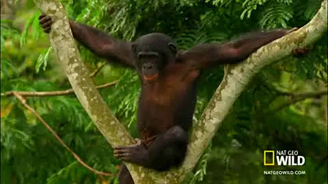 Come fa l'amore un gorilla?