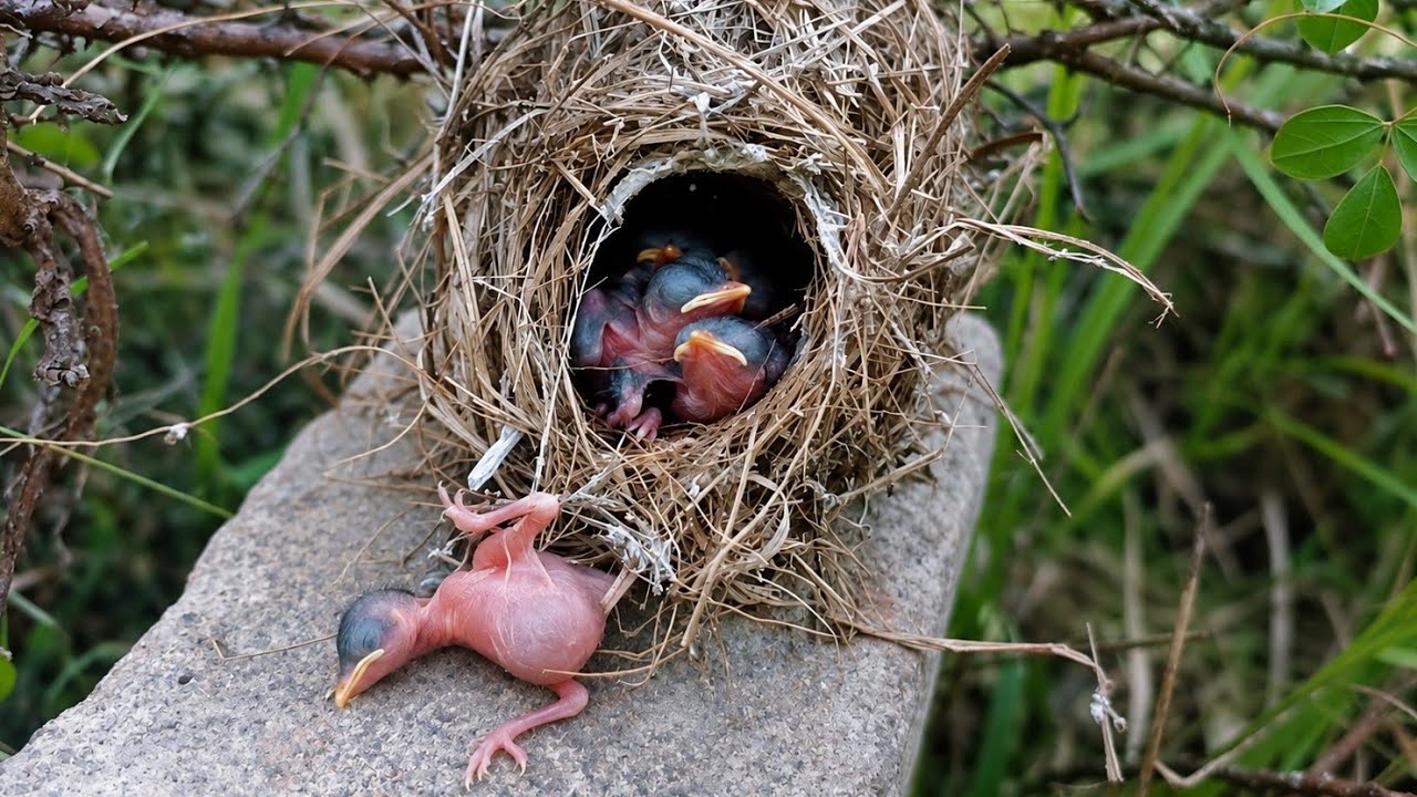 Yellow eyed babbler bird baby fell out of the nest @AnimalsandBirds107 ...