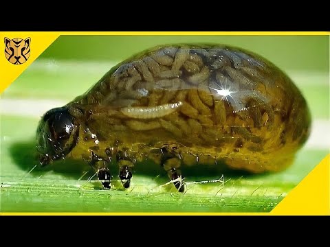 Video: 3 Parasit Menjijikkan yang Mungkin Anda Ketahui Tentang Hewan Piaraan Anda
