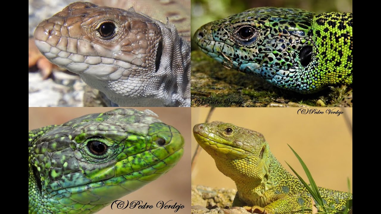 Lagartos Ibéricos ,  Lagarto Bético, Ocelado , Verde Occidental y Verdinegro
