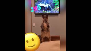 SILKY TERRIER MIX POMERANIAN DOG WATCHING TV
