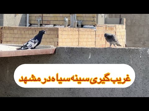 Black Breasted Hunting In Mashhad Distance Pigeons German Pigeons 
