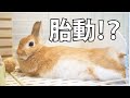 うさぎの胎動！やっぱり偽妊娠ではなく妊娠！？【Rabbit】Fetal movement # 43