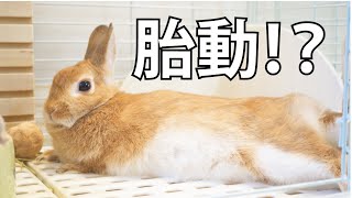 うさぎの胎動 やっぱり偽妊娠ではなく妊娠 Rabbit Fetal Movement 43 Youtube