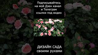 🌹Это Роза по производству Цветов😁😍🌹👍 #розарий #розы #розывсаду  #многолетники #сад  #цветы
