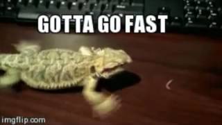 [Shoutout] R0b0 Reptile Be Like:
