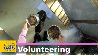 Becoming a volunteer fosterer with Cats Protection
