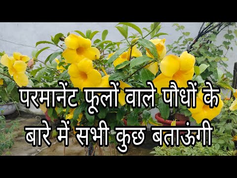 परमानेंट फूलों वाले पौधों के  नाम और सारी जानकारी