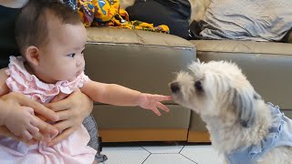 [KOR Parenting] First meeting between a 5-month-old baby and a puppy