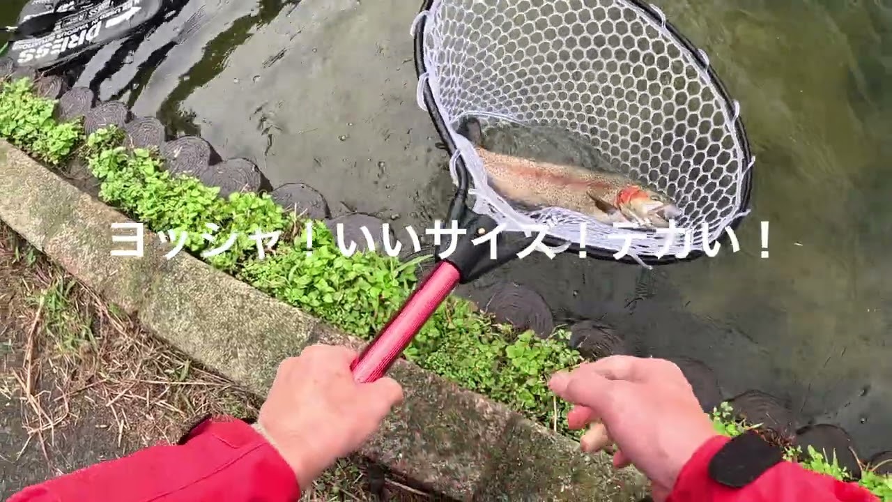 鱒 fishing diary vol.6 FISH ON 王禅寺 2024年10月下旬
