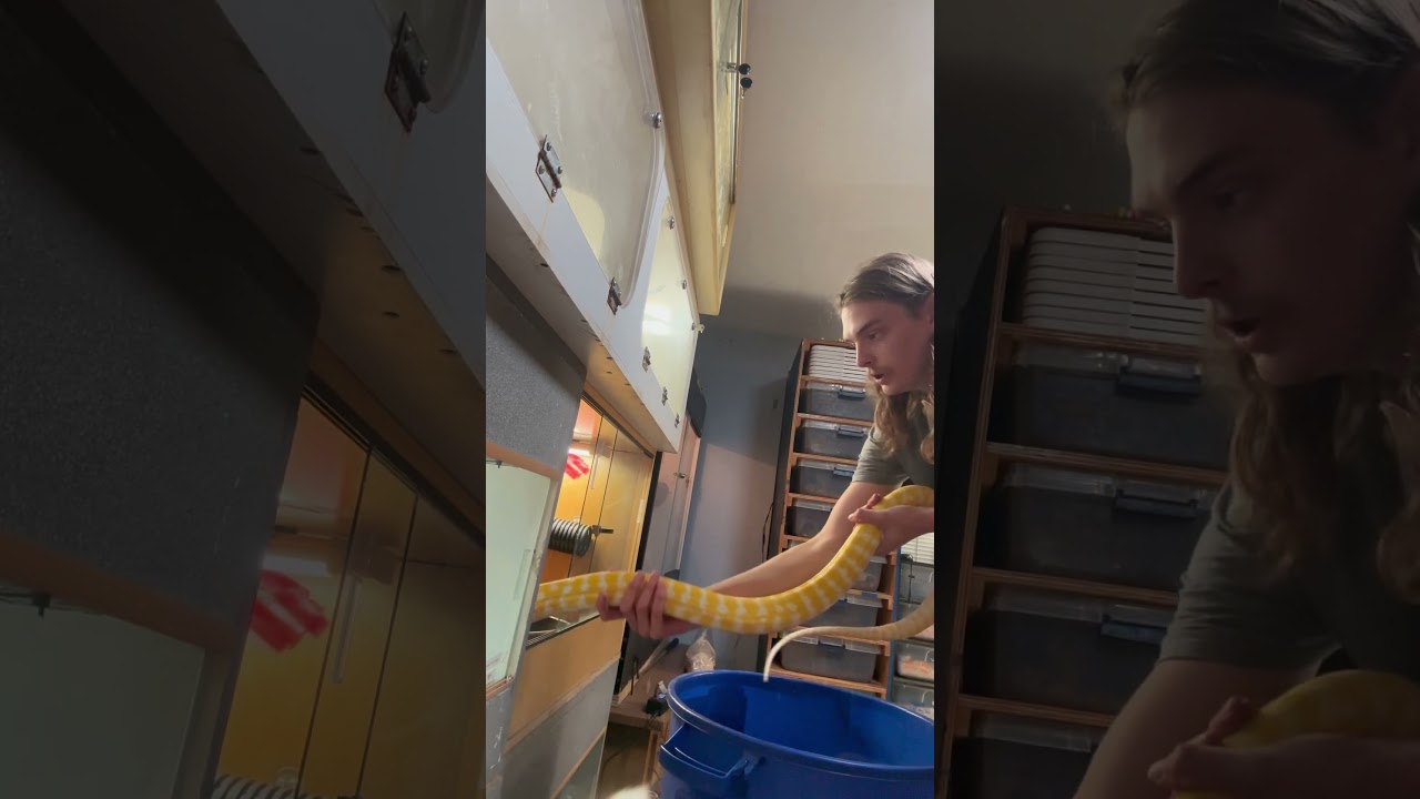 Returning Syrax, Albino Darwin Carpet Python, after a soak & cage clean! 